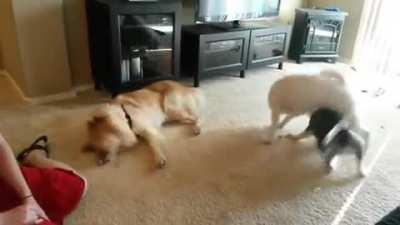 Dog.exe sleep mode enabled.