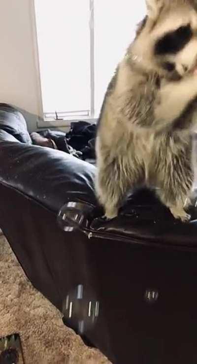 Bubbles bubbles!! Gotta catch em