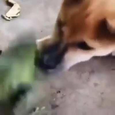 FroG SurViVeS AttACk FroM FeRociOuS dOg