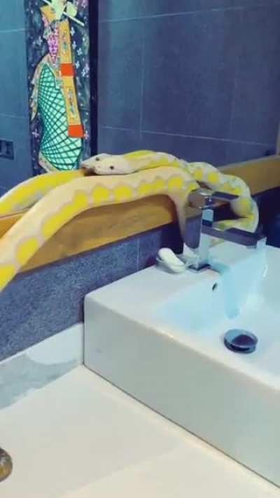 My bathroom got invaded