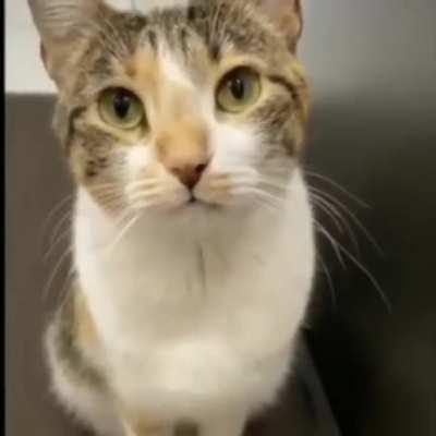 Henry talking to Jeannie!