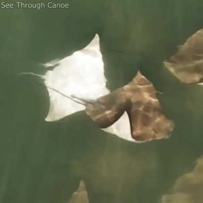 🔥 A rare albino or leucistic Cownose Ray chasing another Ray Near Clearwater, Florida