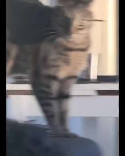 Think the cat is broken