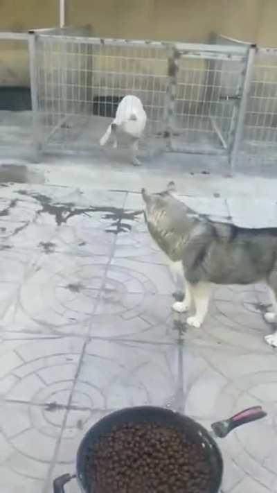 He was so excited that he needed a help from his buddy to notice that the kennel door had been opened.
