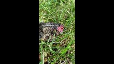 How?? Don't tell me it will grow another one