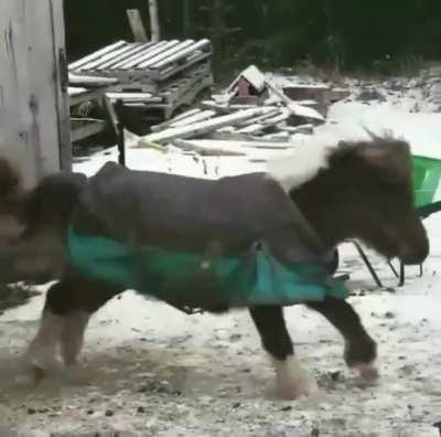 Большая радость маленького пони