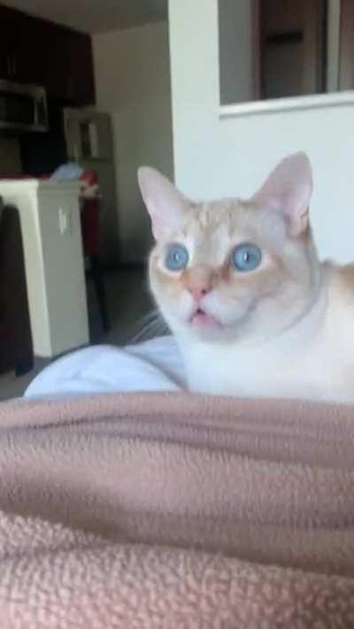 he’s half orange and only got half the brain cell 😔