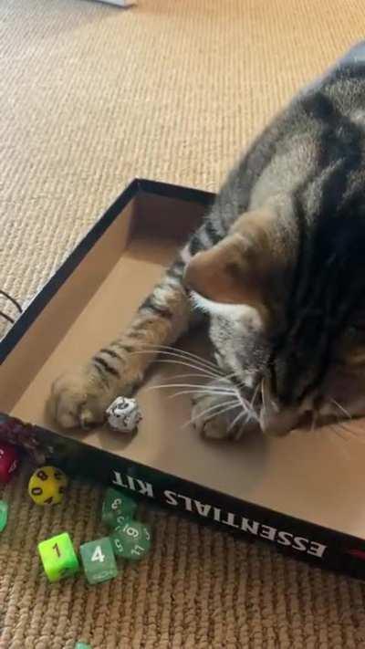 My cat rolled a natural 1