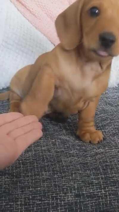 Brian learns the useless 