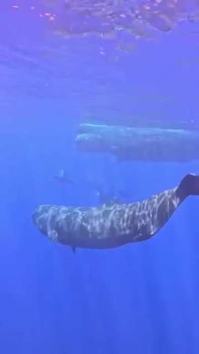 What’s your favorite whale species?