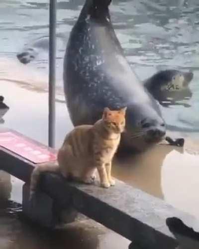 Trying to impress cats and failing is universal