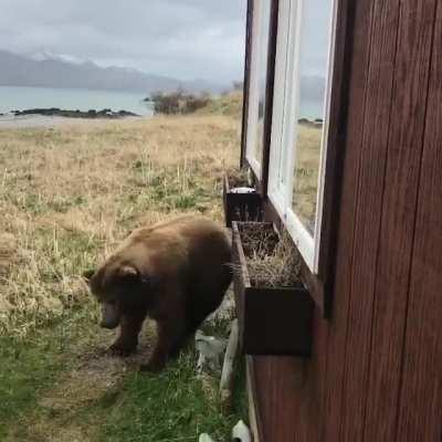 A bear using a house a scratching post