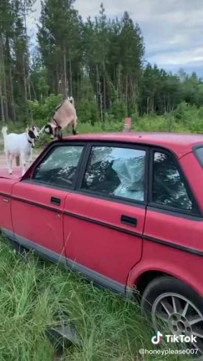 My Naughty Little Kids are Playing ❤️ 😃 🐐