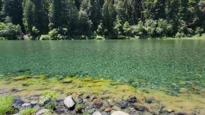I Could Stare At This All Day (Redwoods NP, California)