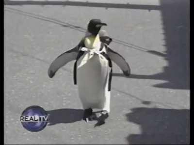 Pet penguin in Japan.