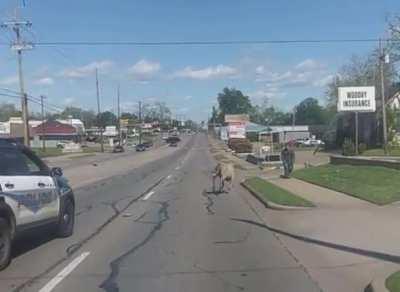 My man got bulldozed