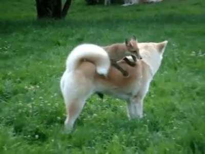 A quick brown fox jumps over the lazy dog
