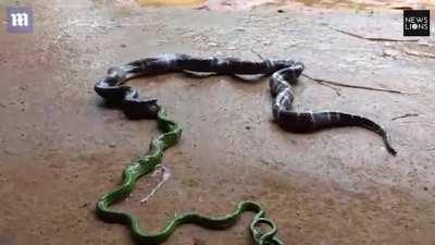 Snake regurgitates another whole snake after eating it