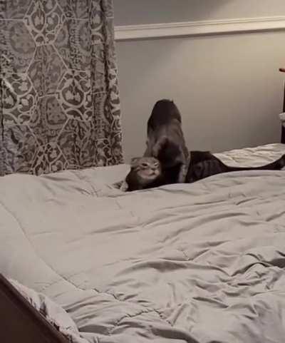 Stealth Assassination