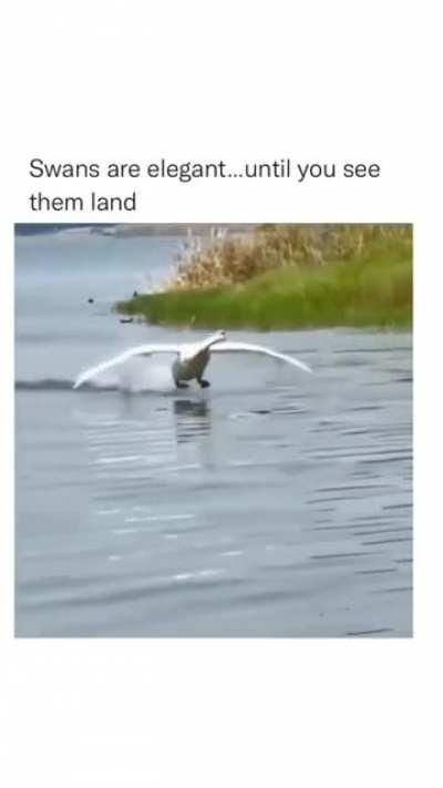 Лебединая посадка на воду