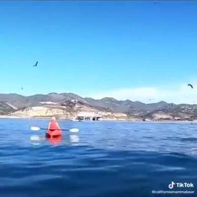 Suddenly one less fish in the sea...