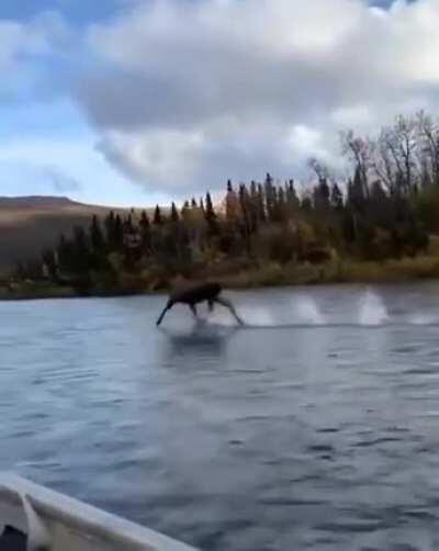 Maybe it's shallow water, maybe it's moose Jesus