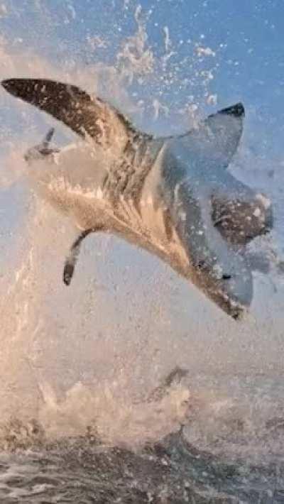 Great White breaching during hunt!