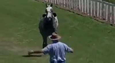 HMC while I get run over by this horse