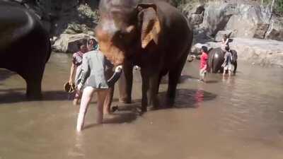 Elephant knocks Girl trying to pet him