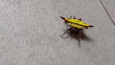 This is a spider, right?