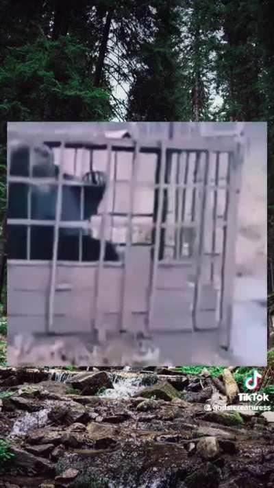 Brown bear with rabies in a cage
