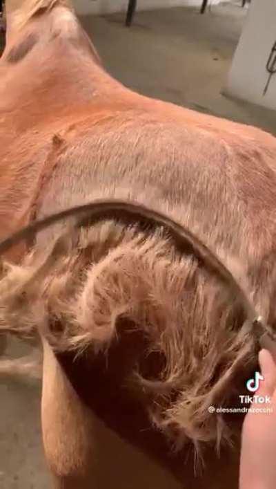 How a horse is combed
