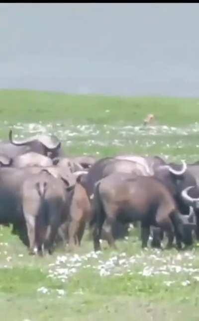 It's not only Redbull, Buffalo's Do