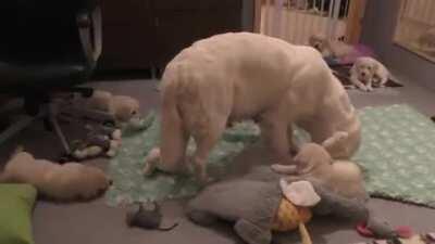 Momma dog disciplines her jerk pups