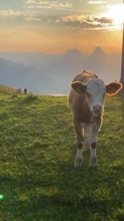 A Cow Enjoys The Sunset!