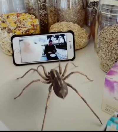 this spider dancing