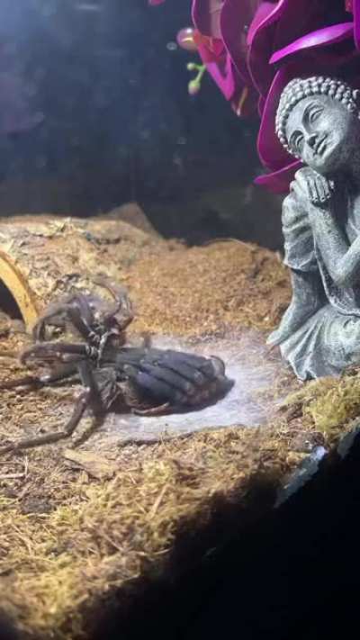 A Spider molting 👁️👄👁️