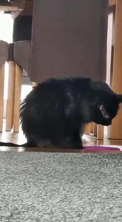 How my moms cats drinks his water