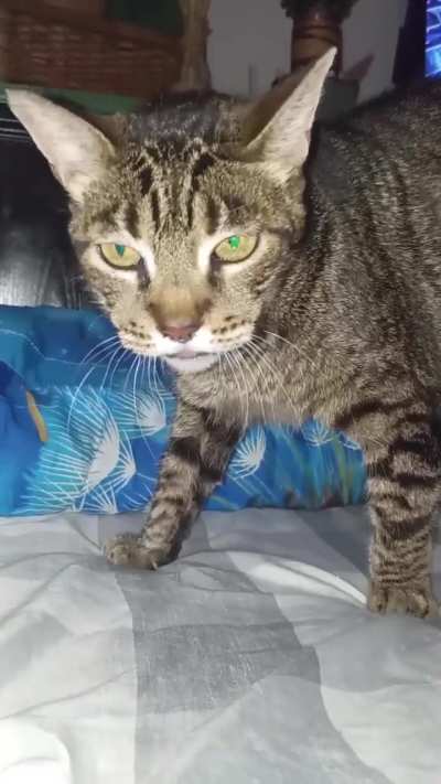 Fregucky Gone Tired.