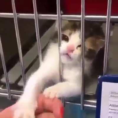 Don't leave me! Be my forever home!