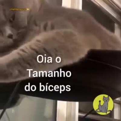 triceps do gato