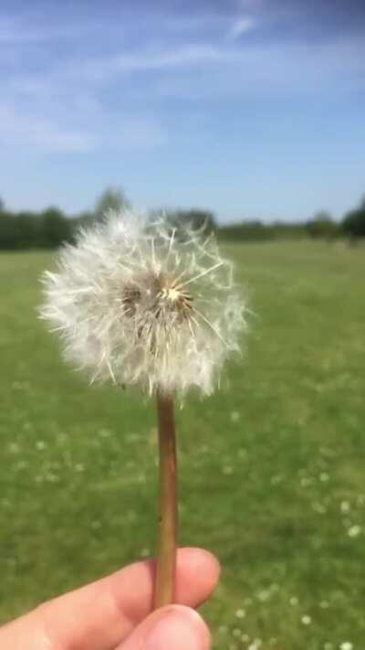 Dandelion in reverse.