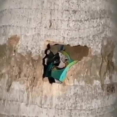 Group of parrots nesting in a palm tree