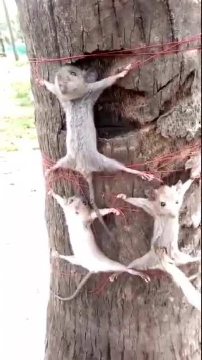 In India this is how we take revenge