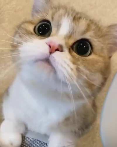 Here is kitten vid to make you happy