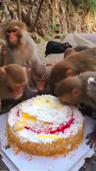 Feliz dia mundial do macaco atrasado.