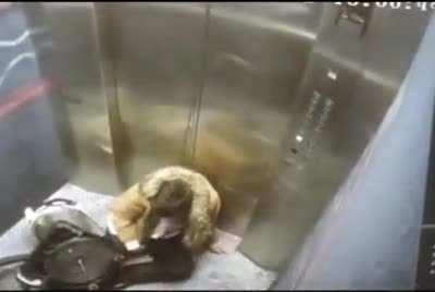 So many things went perfectly wrong