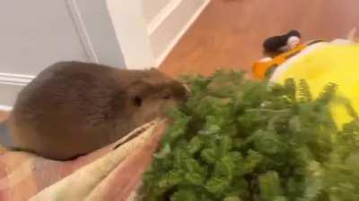 This beaver was orphaned and rescued as a newborn, Watch the incredible instinct to build a dam, even though it’s never seen it’s parents build one.