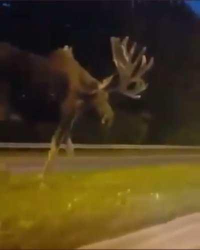 Massive moose strolls along a highway median