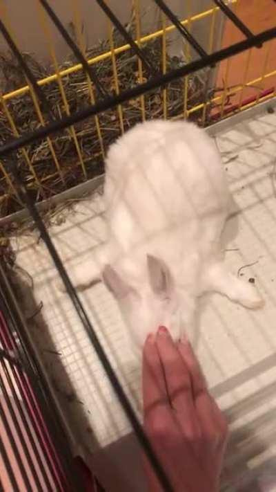 This is baby Yuki’s massage pose